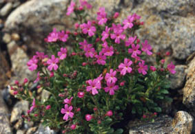 Erinus alpinus 'Dr. Hähnle'